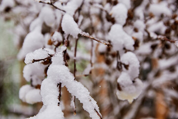 Snow on tree branches.Detailed view of snow-covered branches in a cold winter day. Frozen nature, frosty weather and seasonal landscape.
