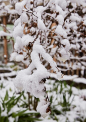 Winter nature background. Snow lying on thin branches, creating a natural frosty pattern. Minimalistic seasonal background for winter holidays and nature themes.