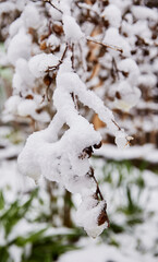 Winter nature background. Snow lying on thin branches, creating a natural frosty pattern. Minimalistic seasonal background for winter holidays and nature themes.