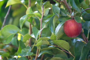 A Single Ripe Red Apple on a Branch with Green Leaves