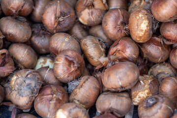 A Bountiful Pile of Gladiolus Corms and Bulbs Ready for Planting