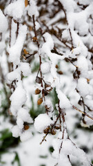 Snow on tree branches. Detailed view of snow-covered branches in a cold winter day. Frozen nature, frosty weather and seasonal landscape.