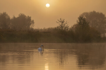 white swan on the lake at sunrise 