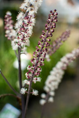 Close-up of Cimicifuga racemosa (Black Cohosh) with Wand-like Flowers