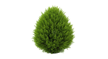 Isolated Green Arborvitae Shrub, Lush Foliage, Emerald Green Conifer, Evergreen, Ornamental Plant
