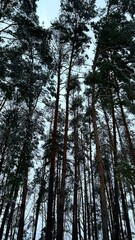 Obraz premium Tall pine trees covered with snow in winter forest