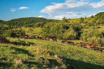 Regietów Wyżny © piotrwolak
