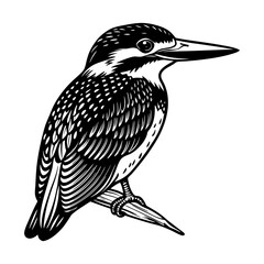 Fototapeta premium Kingfisher