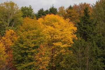 Fototapeta premium A blend of autumn hues with yellow, orange, green, and red foliage alongside evergreen trees in a scenic natural setting