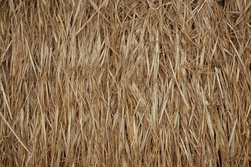 Texture background of a wall made from dry palm leaves, reed, bamboo, and straw materials, showcasing natural construction elements for tropical homes.
