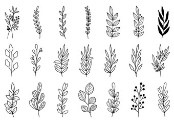 collection forest fern eucalyptus art foliage natural leaves herbs in line style. Decorative beauty elegant illustration for design hand drawn flower