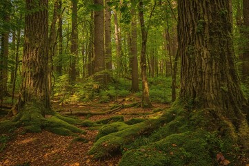 Obraz premium Thick woodland featuring a tree trunk enveloped in moss