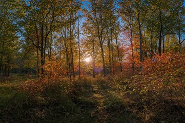 Obraz premium A sunlit forest scene captured during the fall season created with AI generation