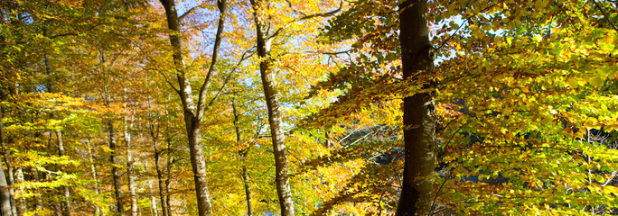 Autumn forest with bright sun shining through the trees.