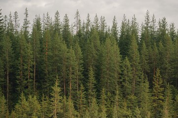 Obraz premium Dense evergreen pine woodland under a cloudy summer sky