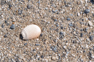Seashell resting on pristine sand with detailed texture under bright summer sunlight
