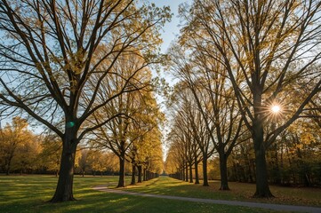 Autumn Park Scene Featuring Trees with Golden Foliage
