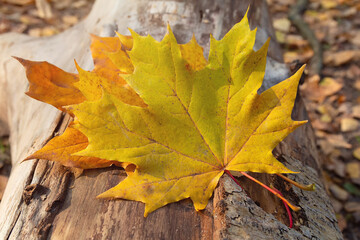 Wet maple leafs. Yellow fallen leafs close-up
