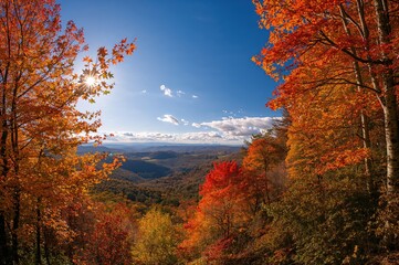Fototapeta premium Wide view of vibrant trees under a bright sunny sky