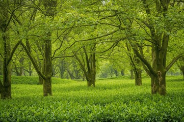 Fototapeta premium During spring, lush green trees flourish with leaves, highlighting the vibrant natural scenery.