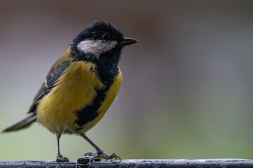 Contemplative Great Tit Perched in the Rain
