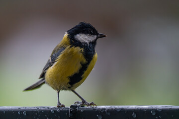 Contemplative Great Tit Perched in the Rain