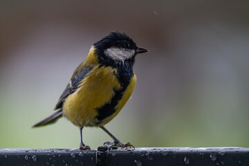 Great Tit in the Falling Rain
