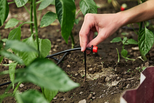 Close-up of a farmer's hand installing a drip irrigation system in a greenhouse, ensuring efficient watering for pepper plants
