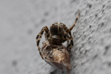 spider on the wall