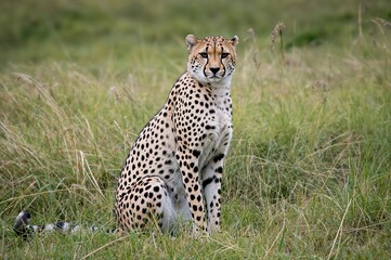 Fototapeta premium Young cheetah resting in a seated pose