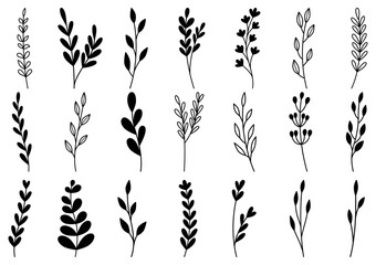 collection forest fern eucalyptus art foliage natural leaves herbs in line style. Decorative beauty elegant illustration for design hand drawn flower