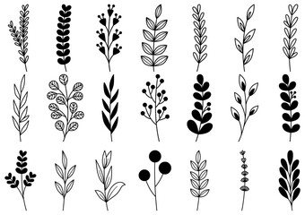 collection forest fern eucalyptus art foliage natural leaves herbs in line style. Decorative beauty elegant illustration for design hand drawn flower