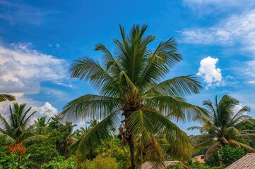 Obraz premium Tropical backdrop featuring a palm tree against a clear blue sky