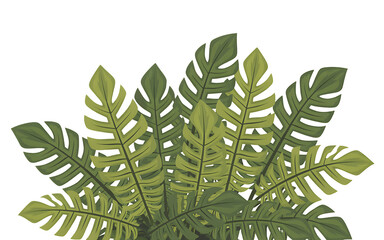 Tropical Plant Leaves Cluster removed graphic Transparent background