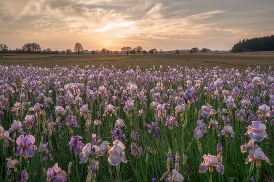 Sunrise over a field of pallida iris flowers in a scenic countryside