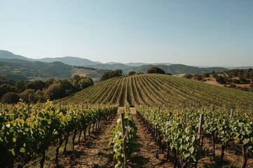 Naklejka premium Wide-angle perspective of grape fields on rolling terrain