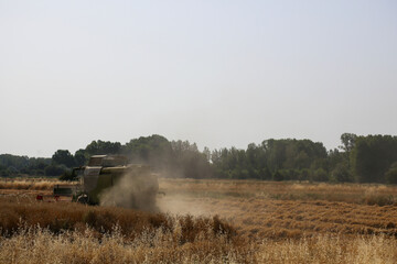 Fototapeta premium Harvester, agricultural machinery working in the field, harvesting in summer the fruits of what was sown during the winter. Probably wheat.