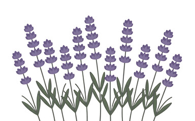 Purple Lavender Flowers with Green Stems removed graphic Transparent background