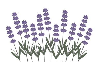 Purple Lavender Flowers with Green Stems removed graphic Transparent background
