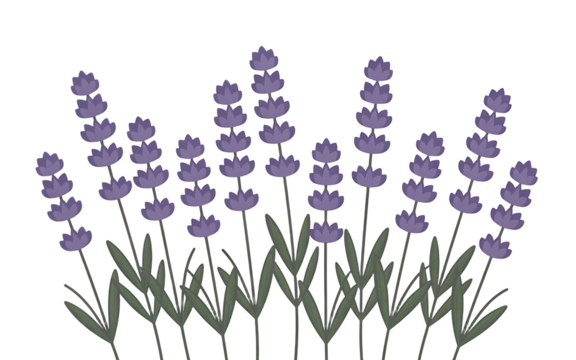 Purple Lavender Flowers with Green Stems removed graphic Transparent background