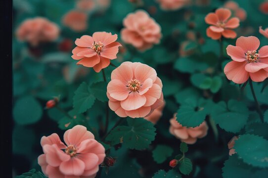 Sweet Scented Geranium and Light Pink Rose Geranium in a Garden Setting