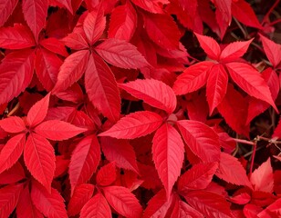 Vibrant red autumn leaves (1)