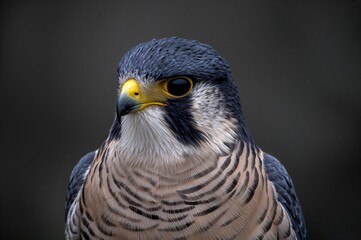 Fototapeta premium Close-up of a falcon species with striking features