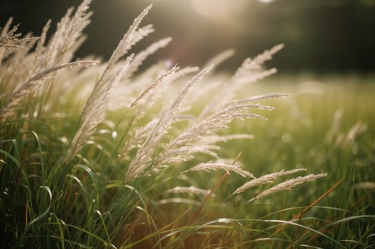 Desho Grass: Pennisetum pedicellatum Species Overview