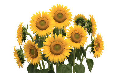 Cluster of Bright Yellow Sunflowers on White Background Transparent background
