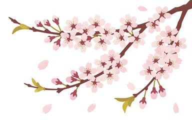 Cherry blossom branches with pink flowers and petals Transparent background