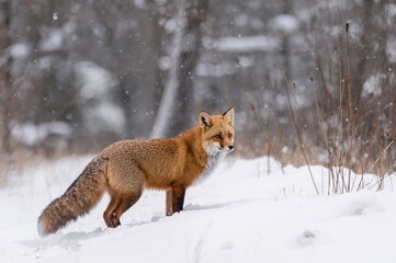 Fototapeta premium Wintertime hunting of a red fox