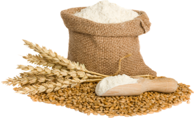 Burlap sack of flour with wheat grains and stalks on a dark background