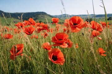 Fototapeta premium Bright red poppy blooms scattered across a lush green meadow