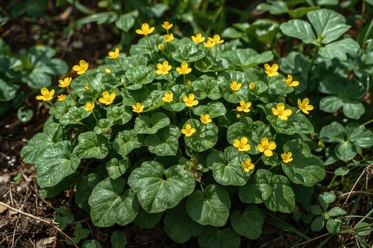 Edible root crop known as tuberous oxalis or cubio from the highland regions of South America